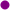 fioletowy